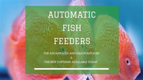 9 Best Automatic Fish Feeders of 2025 – Reviews & Top Picks.